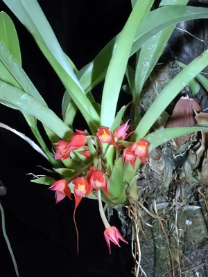 Bild von Maxillaria coccinea 1